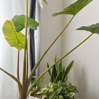 آقا هستم بدنبال همخانه آقا