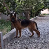 ژرمن شپرد