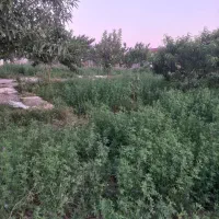 ویلا باغ به متراژ ۷۰۰ متر