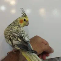 فروش دو عدد عروس هلندی زیبا