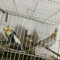 جفت عروس مولد با لوازم کامل|پرنده|ساری, |دیوار