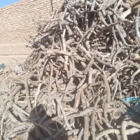 خریدار  چوب پسته و غیره و اجاره زمین|خدمات باغبانی و درختکاری|انار, |دیوار