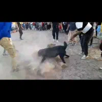 فروشی|سگ|تربت‌حیدریه, ده پائین|دیوار