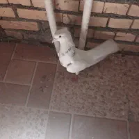 کبوتر طوق الماسی