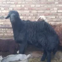 قوچ قرع قزل اصل