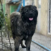 سگ قفقازی سگ نگهبان