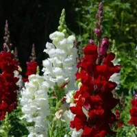 باغبانی حرفه ای|خدمات باغبانی و درختکاری|اهواز, بهارستان|دیوار