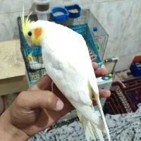 عروس هلندی دستی|پرنده|سیرجان, |دیوار