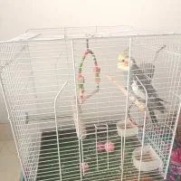 فروش عروس هلندی باقفس|پرنده|اردبیل, |دیوار