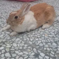 فروش خرگوش نر وماده