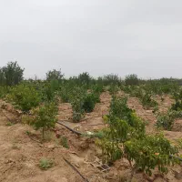 فروش باغچه 500متری در مامونیه