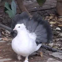 کبوتر زینتی دم چتری سفید مهر پا پر|پرنده|اسلامشهر, شهرک واوان|دیوار