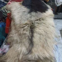 فروش پوست طبیعی طبی و زینتی|آرایشی، بهداشتی، درمانی|مراغه, |دیوار