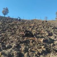 باغ انگور|فروش دفتر صنعتی، کشاورزی، تجاری|مریوان, |دیوار