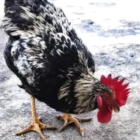 خروس مشگی کاملا سرحال