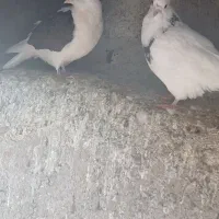 کبوتر نرو ماده