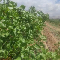 باغ پسته و زمین زراعی|فروش دفتر صنعتی، کشاورزی، تجاری|رونیز, |دیوار