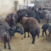 فروش تعدادی شیشک شکم اول و شکم دوم  همو و هترو