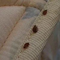 سمپاشی× حشرات×ساس موریانه سوسک کابینت سم خالص بشرط