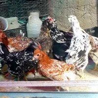 تخم مرغ نطفه دار گلین|حیوانات مزرعه|خمینیشهر, |دیوار