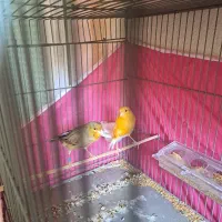 قناری پرتقالی نروماده|پرنده|پاکدشت, پاکدشت (مامازند)|دیوار