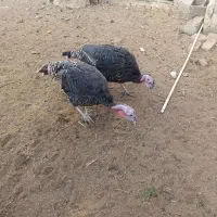 بره نر قوچی و بوقلمون|حیوانات مزرعه|بیرجند, |دیوار