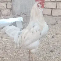 خروس گلین
