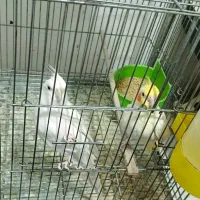 جفت عروس هلندی همراه تخم