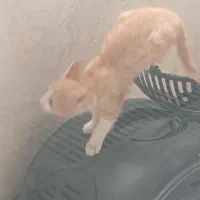 واگذاری دو تا گربه دستی