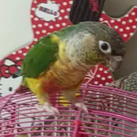 گرینچیک یلوساید|پرنده|ری, دولت‌آباد|دیوار