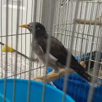 مرغ مینا 2.5ماهه