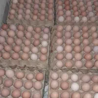 تخم مرغ محلی با بهترین کیفیت