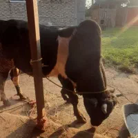 ورزا پرواری محلی|حیوانات مزرعه|سیاهکل, |دیوار