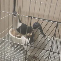 کفتر چپ و سینه ای|پرنده|تهران, شهرک استقلال|دیوار