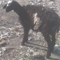 بره گوسفند افشاری|حیوانات مزرعه|مینودشت, |دیوار