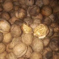 گردو