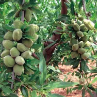 نهال بادام اصلاح شده پیوندی