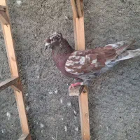 کبوتر پرشی نر ماده