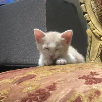 واگذاری گربه