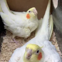 جفت مولد لوتینو