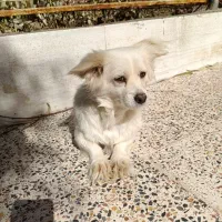 اشپیتز پامر ماده اموزش دیده