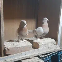 یه جفت تهرانی|پرنده|دماوند, دماوند|دیوار