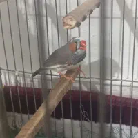 فنچ مولد تخم گزار