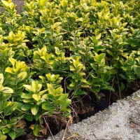 شمشاد طلایی|خدمات باغبانی و درختکاری|بندر انزلی, چهارفریضه|دیوار