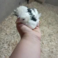 مرغ و خروس همه نوع|حیوانات مزرعه|اسالم, |دیوار