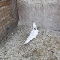 طوقی دمسفید|پرنده|رفسنجان, |دیوار