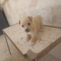 واگذاری توله شیواوا پامر غذا خور|سگ|قم, آزادگان|دیوار