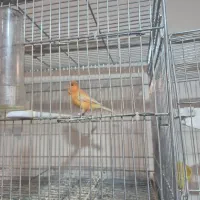 قناری نر سوپرخانگی۶عددرنگ روشن شلاقی شلاقی