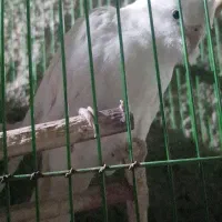 عروس هلندی آلبینو|پرنده|لیکک, |دیوار