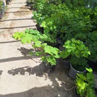 انگور درشت ریشه پر گلدانی